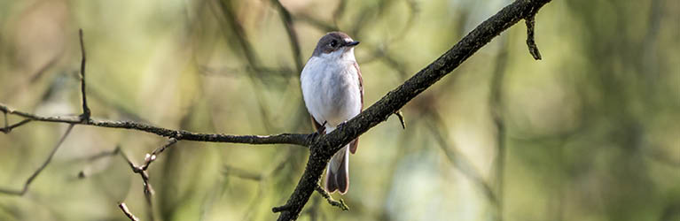 Blackcap