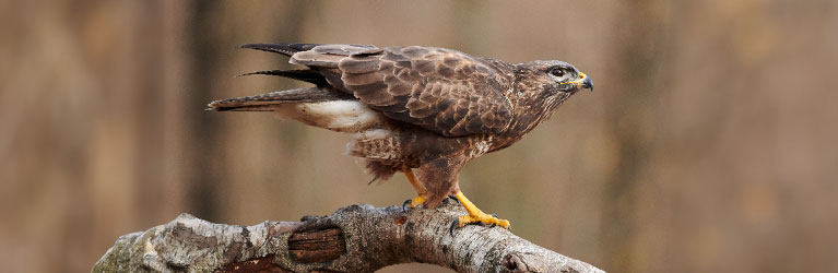 Buizerd