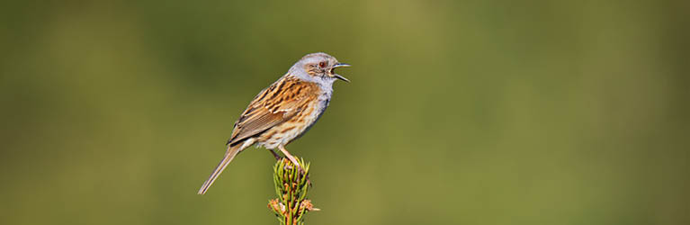 Dunnock