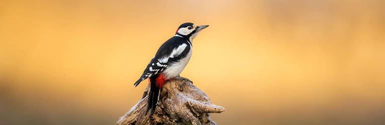 Great Spotted Woodpecker