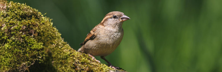 House Sparrow