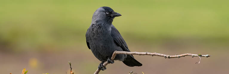 Jackdaw