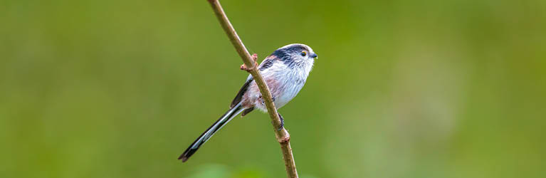 Long-Tailed Tit