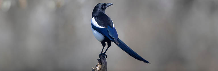 Magpie