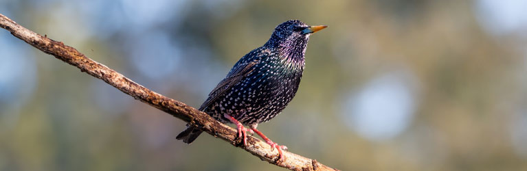 Starling