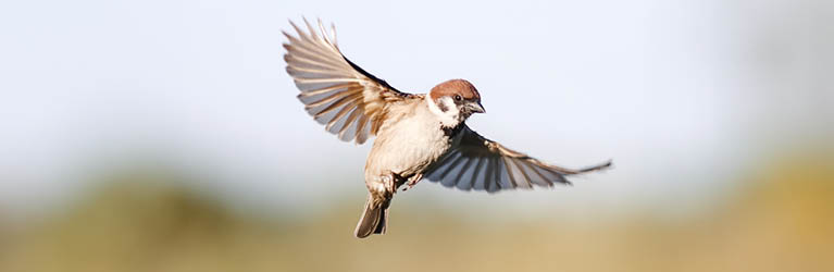 Tree sparrow