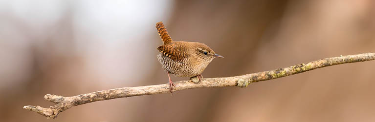 Wren