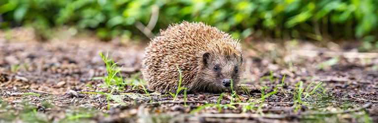 Hedgehogs