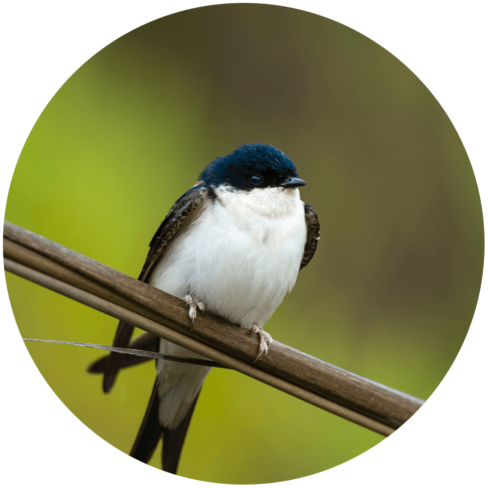 A house martin