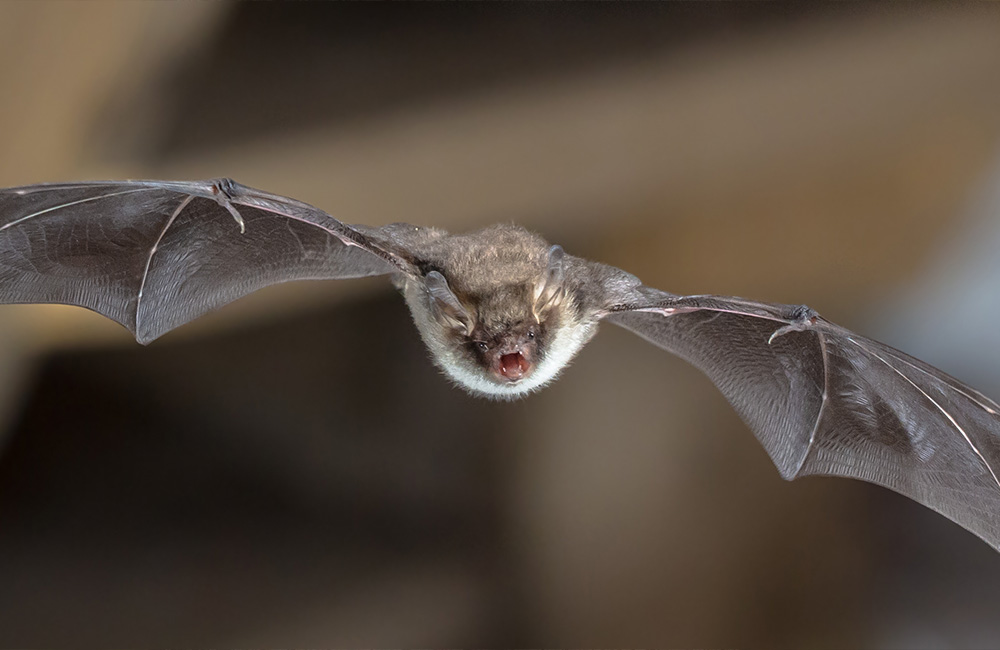 A bat during flight