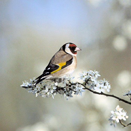 Goldfinch