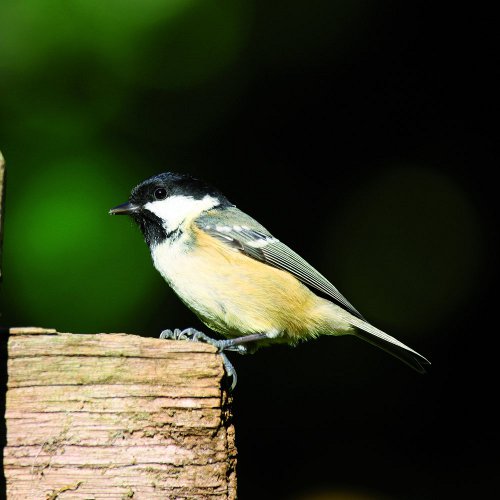 Great Tit