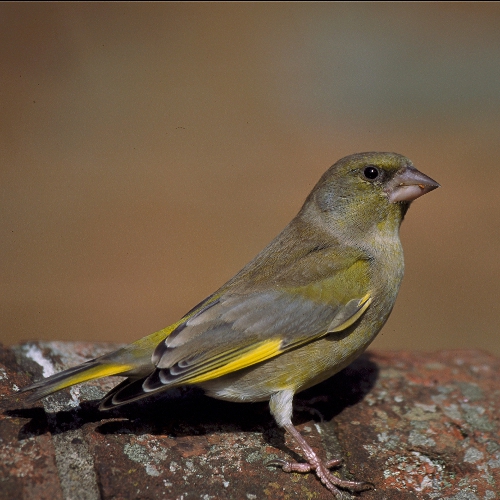 Greenfinch