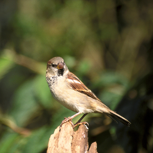 House Sparrow