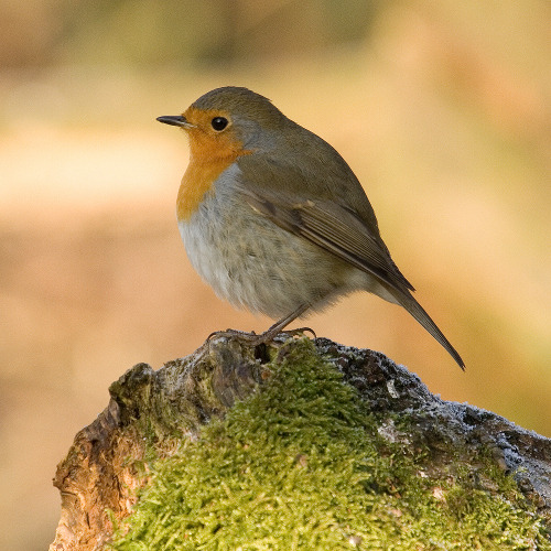 Robin