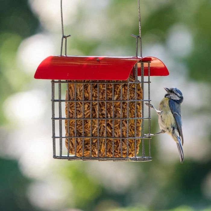 mealworm blocks for birds